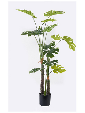 Διακοσμητικό Φυτό σε Γλάστρα Deliciosa i Inart Πράσινο Φ90x160εκ