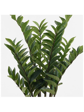 Διακοσμητικό Φυτό σε Γλάστρα Zamia Inart Πράσινο Φ52x88εκ