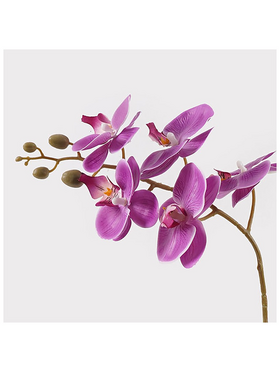 Διακοσμητικό Φυτό σε Γλάστρα Οrchid Beauty Inart 30x13x46εκ