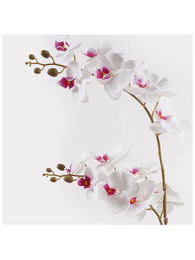 Διακοσμητικό Φυτό σε Γλάστρα Οrchid White Inart 36x17x65εκ