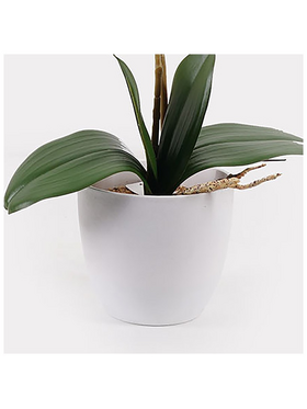 Διακοσμητικό Φυτό σε Γλάστρα Οrchid White Inart 36x17x65εκ