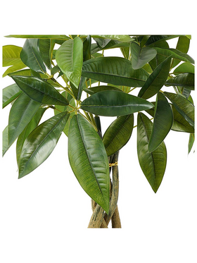 Διακοσμητικό Φυτό σε Γλάστρα Pachira Inart Πράσινο Φ40x60εκ