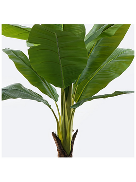 Διακοσμητικό Φυτό σε Γλάστρα Musa Inart Πράσινο Φ105x180εκ
