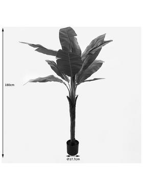 Διακοσμητικό Φυτό σε Γλάστρα Musa Inart Πράσινο Φ105x180εκ