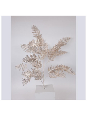 Κλαδι Φτερη, Σαμπανι, 107cm