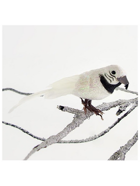 Παπαγαλος Λευκος, 14cm