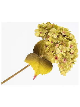 Ορτανσια, Πρασινη, 17x45cm