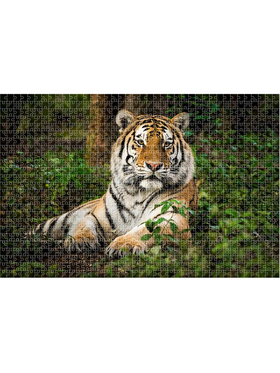 Puzzle 1000tem 73χ48εκ Animal Planet Τιγρης
