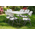 Τραπέζι Catering Rodeo Pakoworld Πτυσσόμενο-Βαλίτσα Λευκό 122x60x74εκ