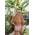 Ribbed Ruffle V Wired High Leg Bikini Swimwear - Lilac Λιλά